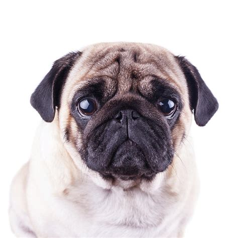 Portrait Of A Pug Dog With Big Sad Eyes Isolated Photograph By Anna
