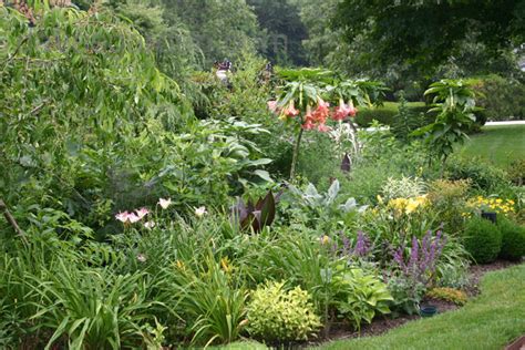 Tropicals And Tender Perennials Evergreen Exotics For Zone 7b And