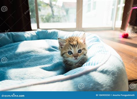 Cute Kitten On Bed Stock Photo Image Of Beauty Domestic 106905550