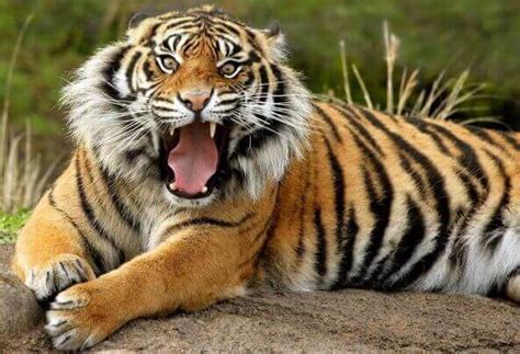 #russia #national #animalcopyright disclaimer under section 107 of the copyright act 1976, allowance is made for fair use for purposes such as criticism. National Animal of India: with List of National Animals of ...