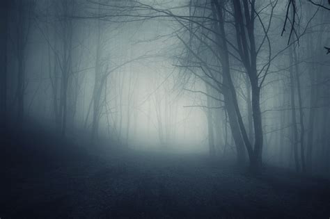 Dark Forest Foggy Night Haunted Forest Fantasy Landscape Forest Photos