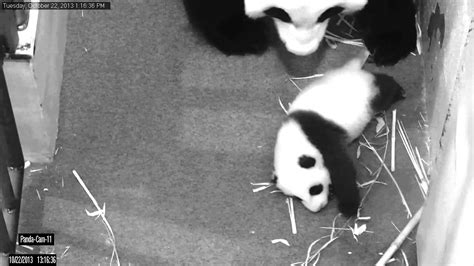 Panda Cub Crawls Oct 22 2013 Youtube