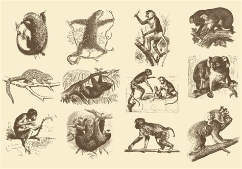 Vintage Illustrations Of Animals 122076 Vector Art At Vecteezy