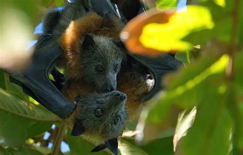 Grey Headed Flying Fox The Animal Facts Appearance Diet Habitat
