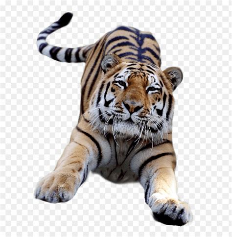 Download Jumping Tiger Png Images Background Toppng