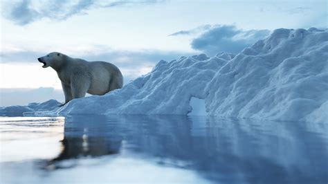 Polar Bear Habitat Wwf Arctic