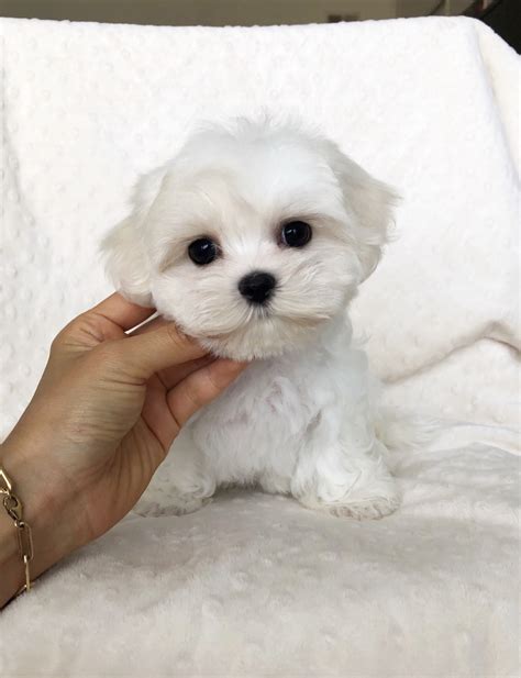 Teacup Maltese Puppy Baby Doll Face Iheartteacups