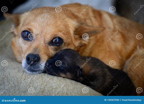Newborn Puppy From Mother The Concept Of Maternal Instinct The