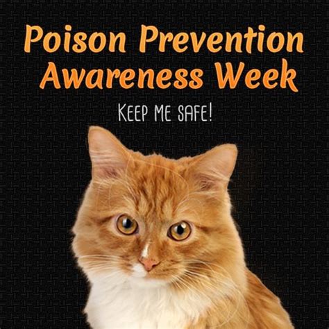 Poison Prevention Week Aspen Commons Animal Hospital Vet Clinic In