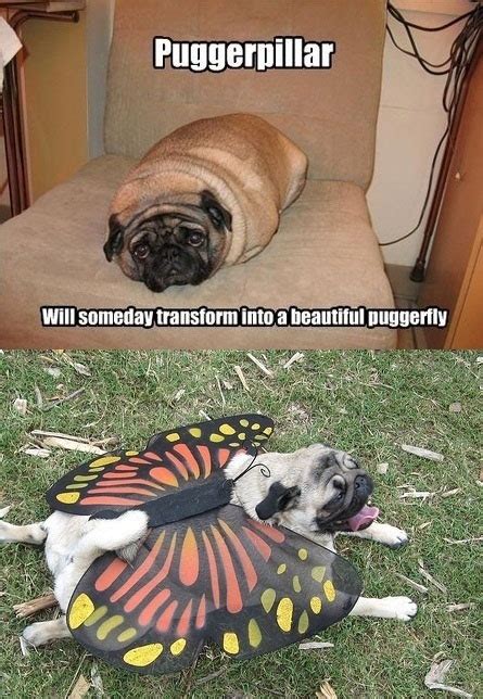 Funny puns that will actually make you laugh. Butterfly Quotes Funny. QuotesGram