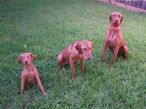 Bilbo is a six year old male vizsla. Vizsla Puppies Picture Texas - Dog Breeders Guide