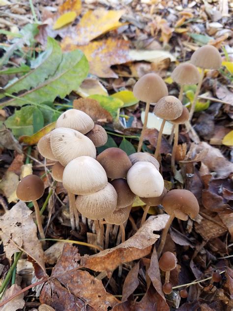 Types Of Magic Mushrooms