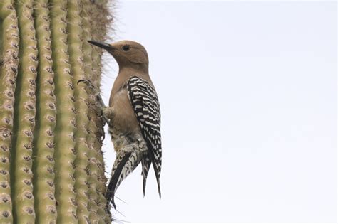 Gila Woodpecker Great Bird Pics