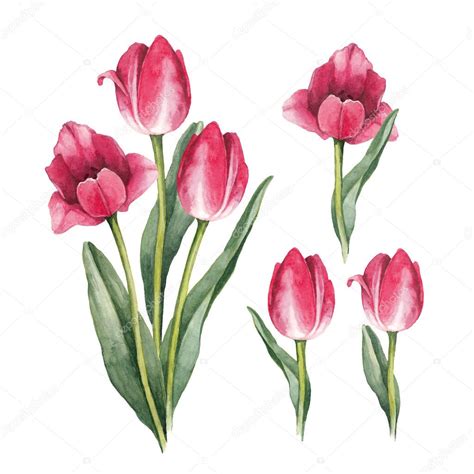 Pictures Watercolor Tulip Watercolor Tulip Flowers — Stock Photo
