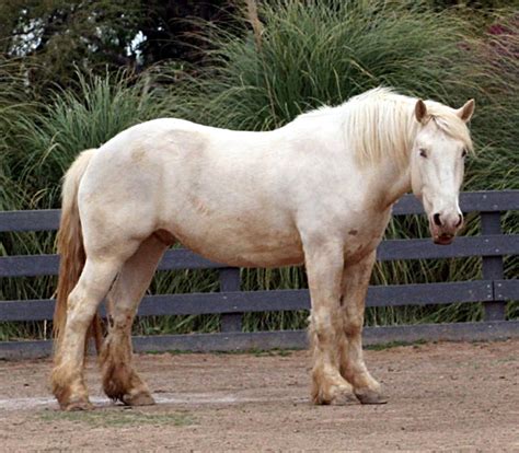 Fileamerican Cream Draft Horse Wikimedia Commons