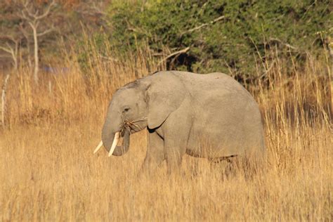 Reports On Protecting Elephants Globalgiving