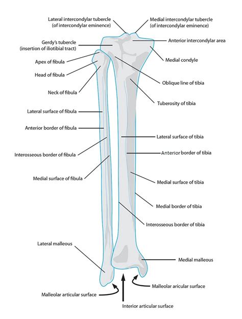 The femur, or thigh bone, is the single bone of the thigh region (figure 6.51). Leg Bone Diagram : Printable Human Skeleton Diagram Labeled Unlabeled And Blank : Its lower end ...