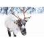 8 Tiny Facts About Reindeer That Click Plus A 9th  Farm And Dairy