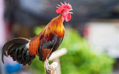 Rooster Crowing Everything You Need To Know Learnpoultry
