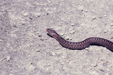 Viper Crawling On The Ground Free Stock Photo Public Domain Pictures
