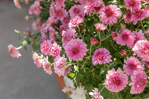 Chrysanthemums Plant Care And Growing Guide