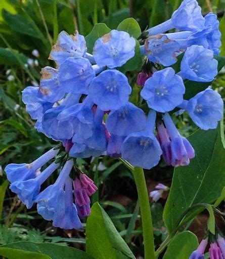 Virginia Bluebells Start Out Yellow And Slowly Turn Pink And Then Blue