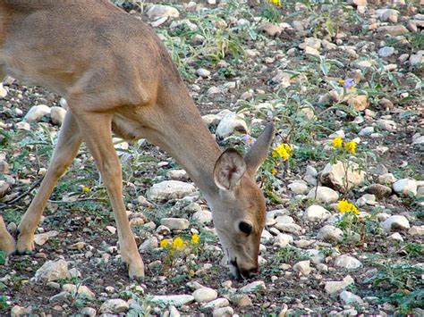 What Does A White Tailed Deer Eat White Tailed Deer Diet World Deer