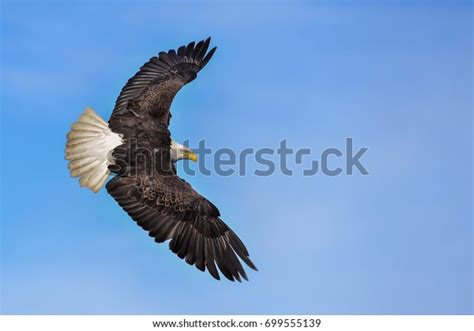American Bald Eagle Flight Against Partly Stock Photo 699555139