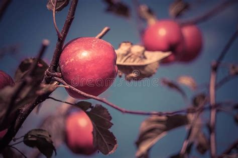 Apple Fruit Tree With Colorful Fresh Fruits Stock Photo Image Of Tree