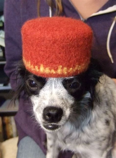 Dogs Wearing Hats Dog Wearing A Fez Dog Wear Dogs How To Wear