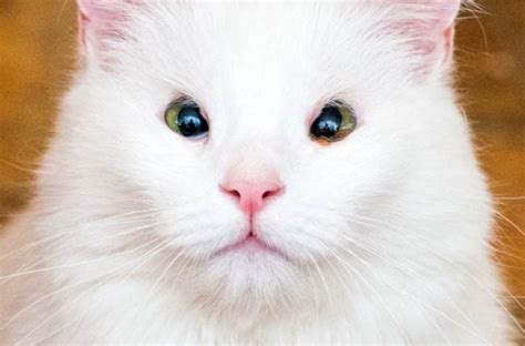 Eyelid Agenesis In Cats Cat World