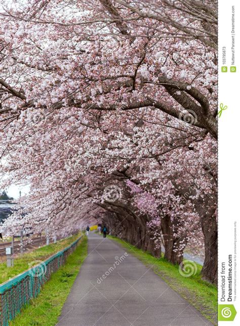 Sakura Tunnel And Walkway With Japanese Cherry Blossom Blooming Stock