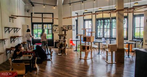 Cat Cafe In Malaysia / Small towns in Asia look to stray cats to lure