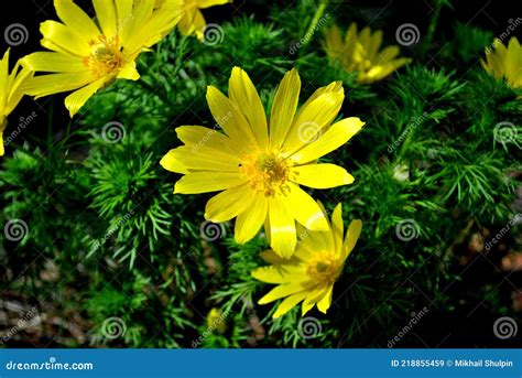 Bright Yellow Flowers Of Adonis Vernalis Against The Background Of