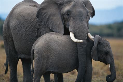 Elefantes Los Animales Salvajes Más Leales Batanga