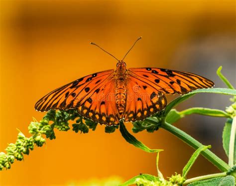 Gulf Fritillary Orange Butterfly Seattle Washington Stock Photo Image