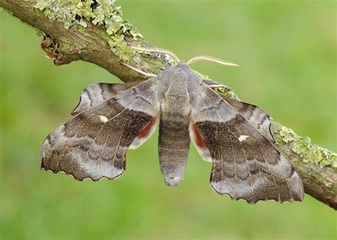 Why Woodland Matters For Butterflies And Moths Butterfly Conservation