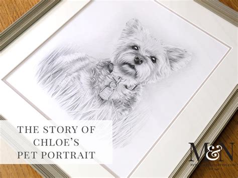 Yorkshire Terrier Pencil Pet Portrait Melanie And Nicholas Pet Portraits