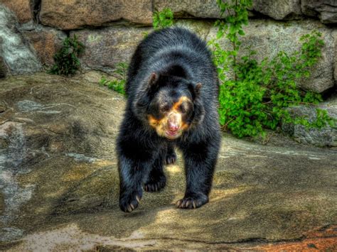 Spectacled Bears Amazing Facts And Latest Pictures Animals Lover