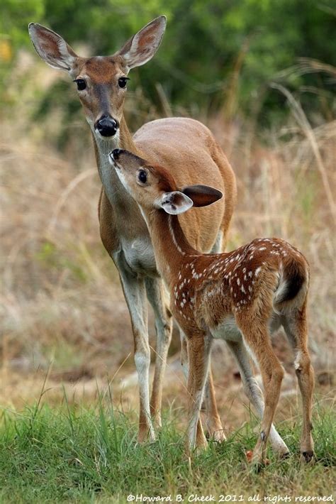 Fawn With Mother Photography Howard B Cheek With Images