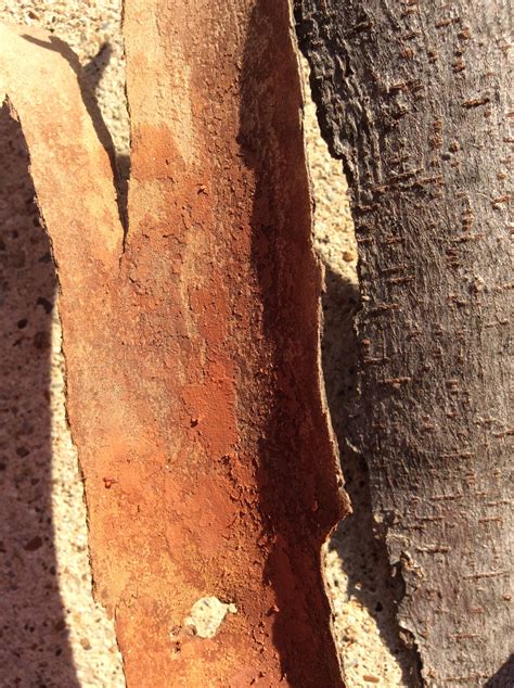 Elm Tree Shedding Leaf Clusters And Peeling Bark Ask Extension