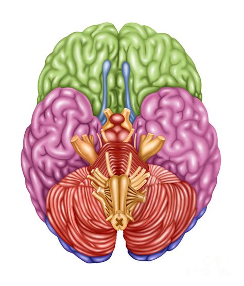 Brain Anatomy Inferior View Photograph By Gwen Shockey Pixels