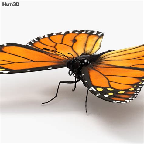 Animated Monarch Butterfly Hd 3d Model Animals On Hum3d