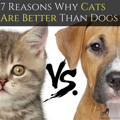 Cats Vs Dogs 7 Reasons Why Cats Are Better Than Dogs Kittysensations