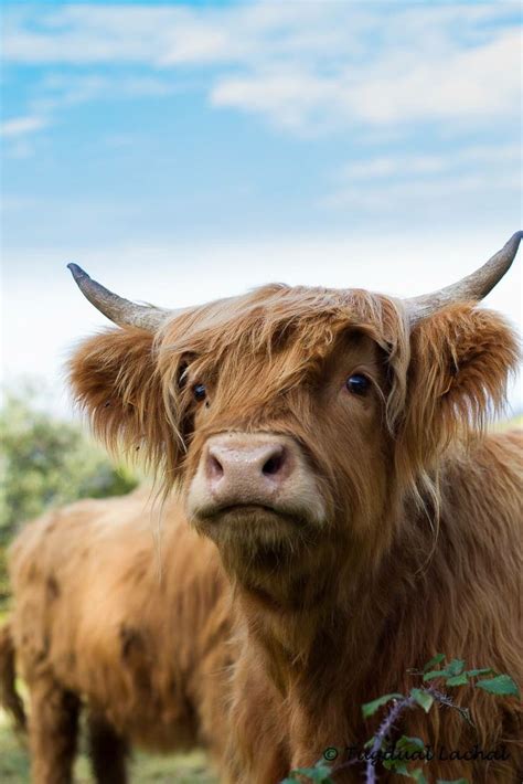 Scottish Highland Cattle Fluffy Cows Cow Photography Highland Cattle