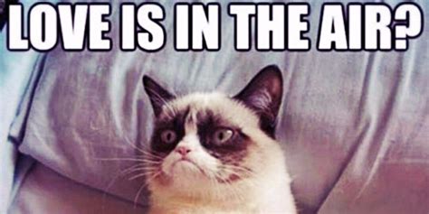 Best Grumpy Cat Memes And Funny Quotes About Love Life YourTango