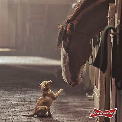 Budweisers Puppy Love Commercial Goes Viral Clydesdale Horses