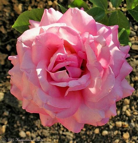 Plantfiles Pictures Hybrid Tea Rose Chicago Peace Rosa By Artymiss