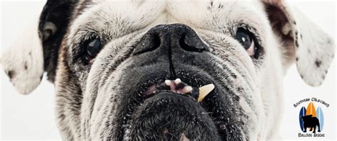 Southern California Bulldog Rescue A 501c3 Non Profit In Socal