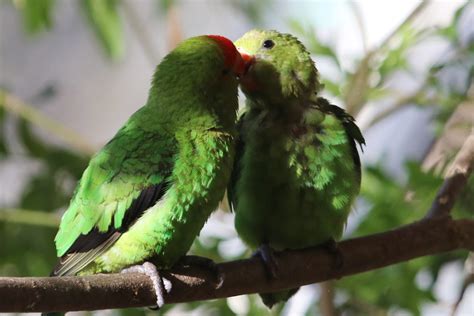 Abyssinian Lovebirds Kissing Paradise Park